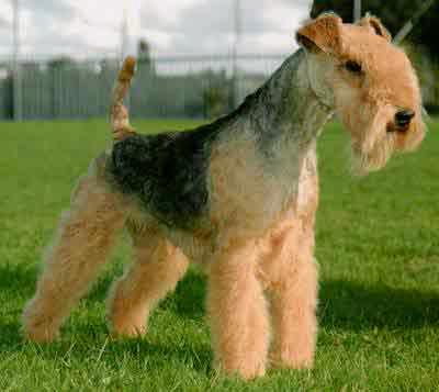 Rent Lakeland Terrier