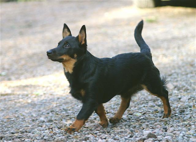 Rent Lancashire Heeler