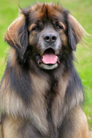 Rent Leonberger