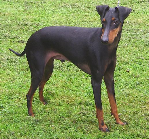 Rent Manchester Terrier