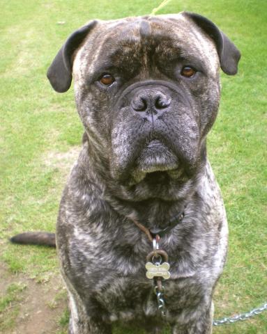 Rent Mastiff 1