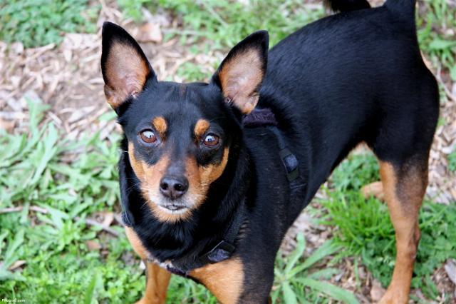 Rent Miniature Pinscher