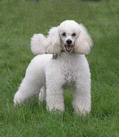 Rent Miniture Poodle