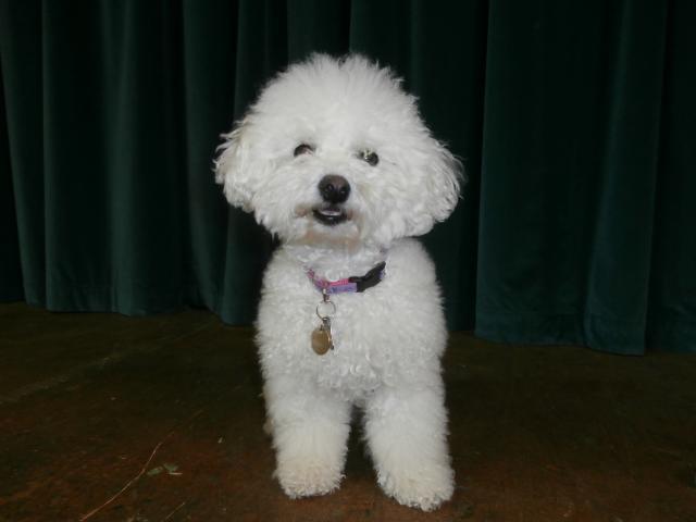 Rent Minnie (Bichon Frise)