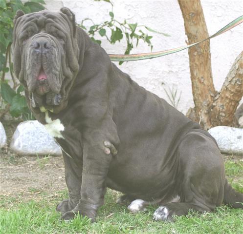 Rent Neopolitan Mastiff