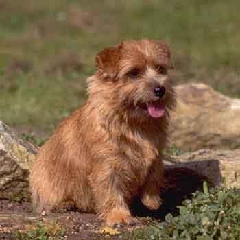 Rent Norfolk Terrier