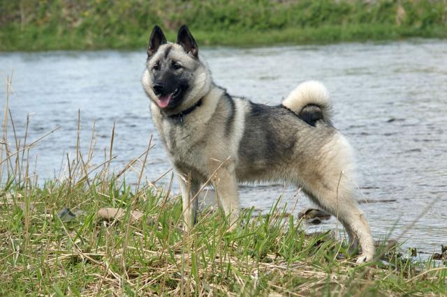 Rent Norwegian Elkhound