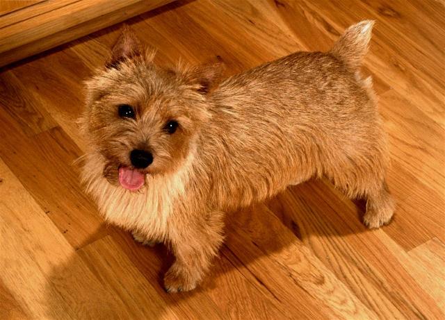 Rent Norwich Terrier