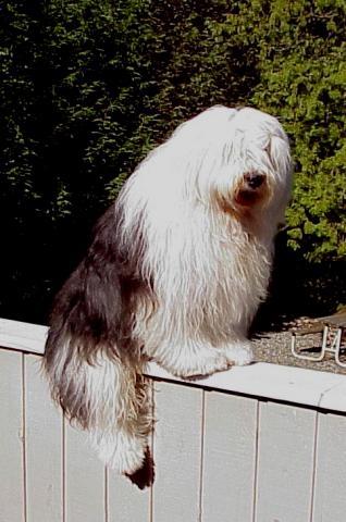 Rent Old English Sheepdog 1