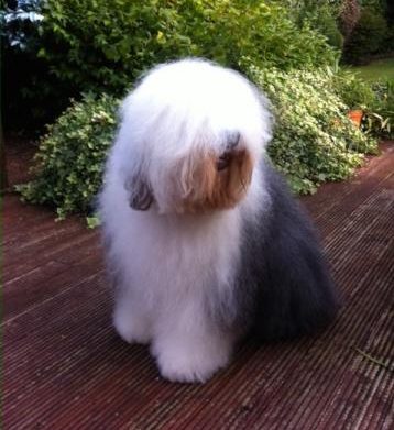 Rent Old English Sheepdog 2