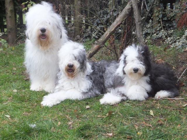 Rent Old English Sheepdogs