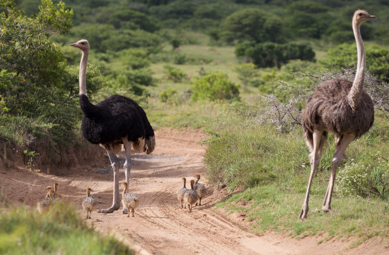 Rent Ostriches