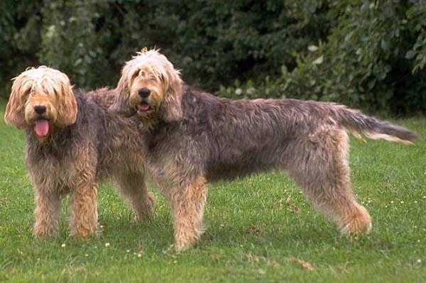 Rent Otterhounds