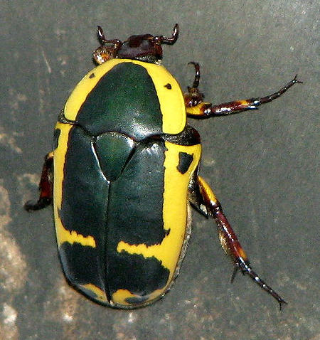 Rent Packnodo Beetle