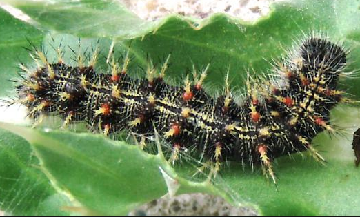 Rent Painted Lady Caterpillar