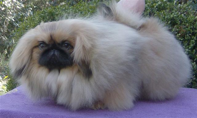 Rent Pekingese