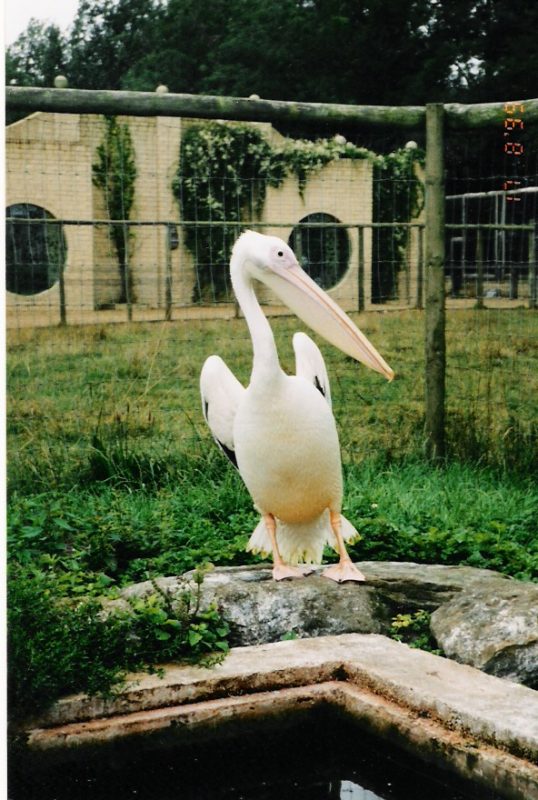 Rent Pelican