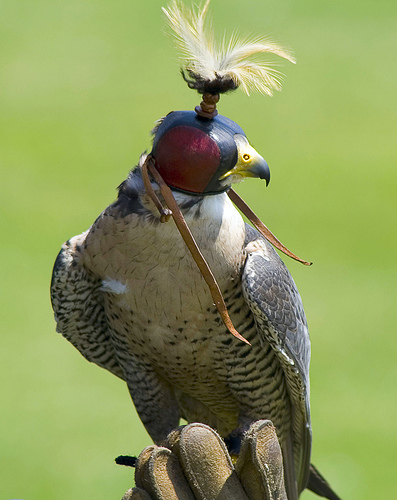 Rent Peregrine Falcon with Hood