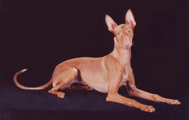 Rent Pharaoh Hound