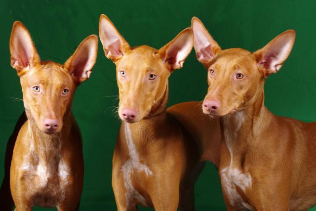 Rent Phuschia, Phoebe, Phred (Pharaoh Hounds)