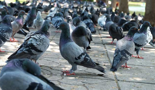 Rent Pigeons