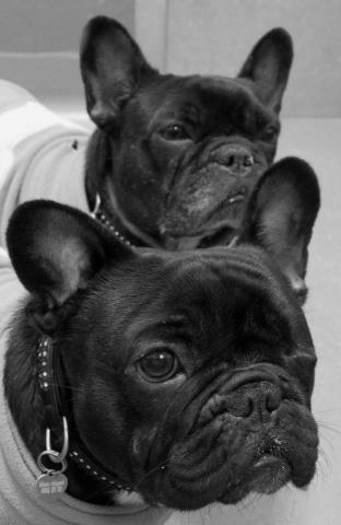 Rent Piggy and Mimi (French Bulldogs)