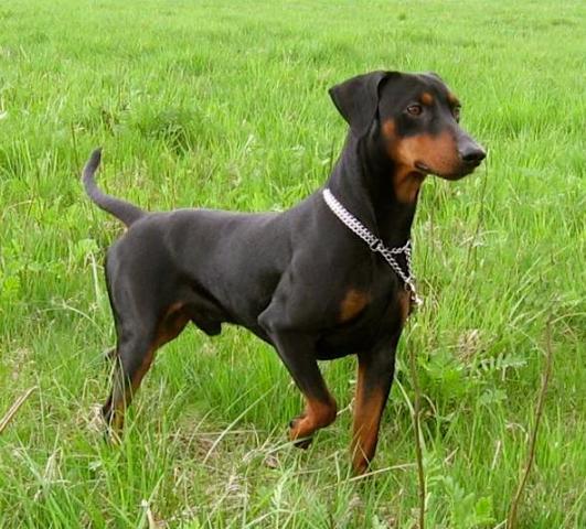 Rent Pinscher