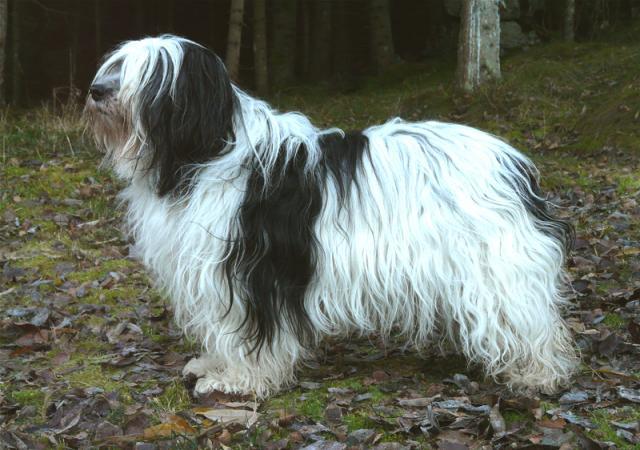 Rent Polish Lowland Sheepdog