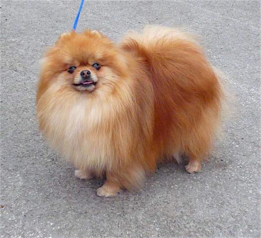 Rent Pomeranian