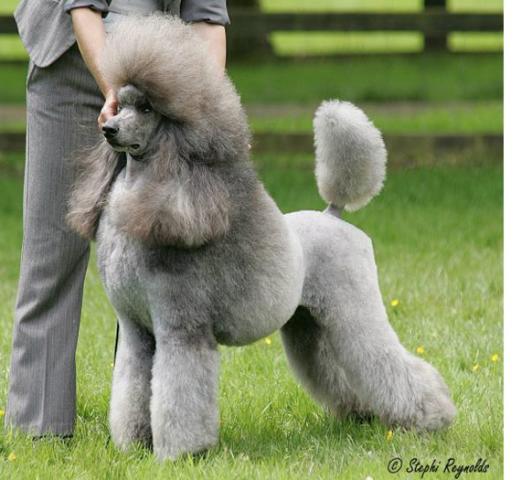 Rent Poodle 1