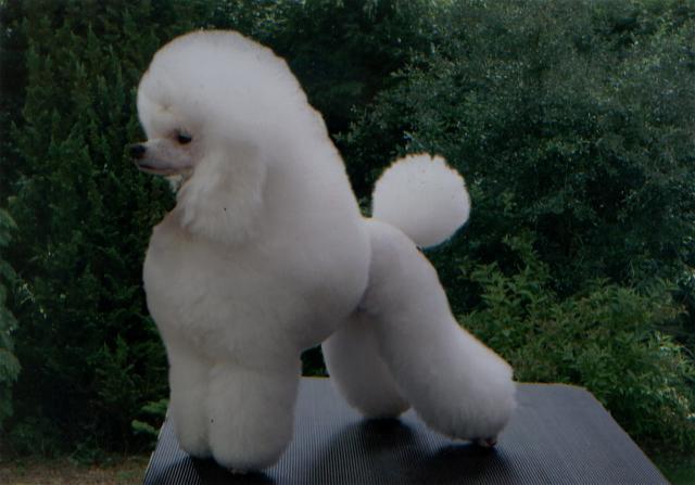 Rent Poodle (Toy)