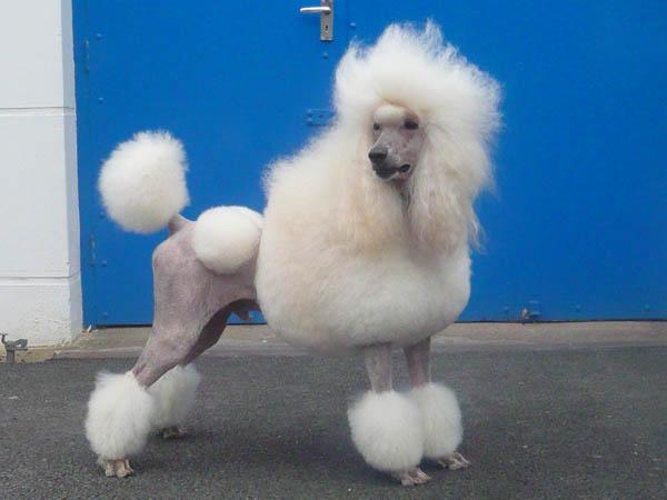 Rent Poodle 3