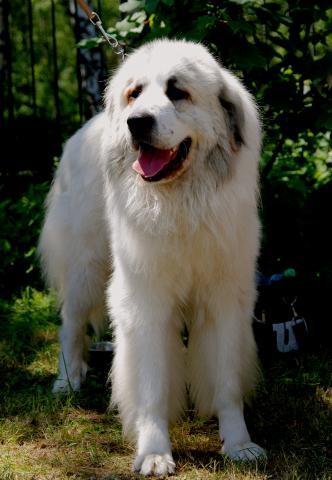 Rent Pyrenean Mountain Dog