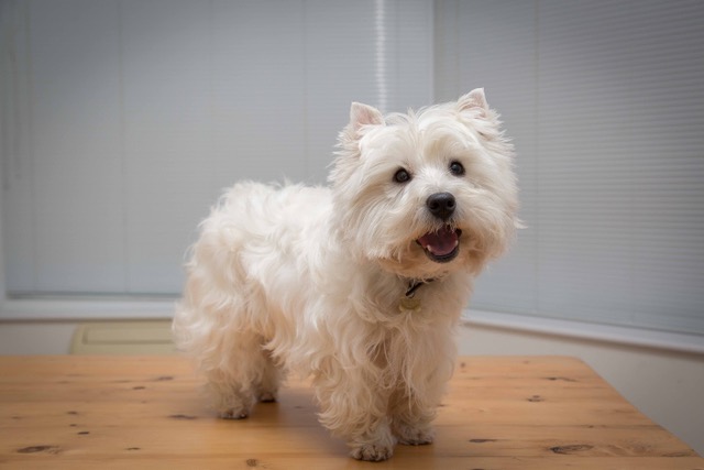 Rent West Highland Terrier