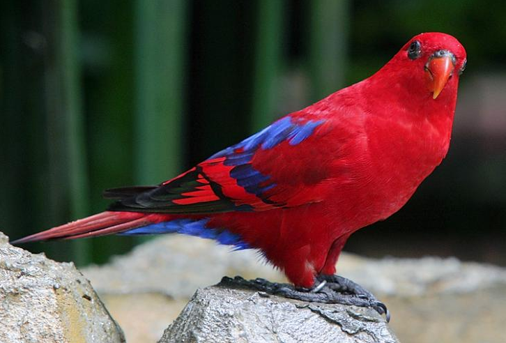 Rent Red Lory