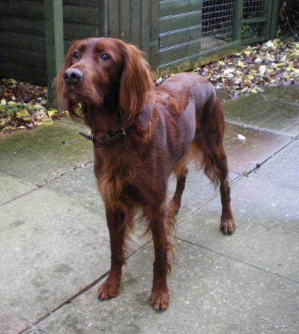 Rent Red Setter