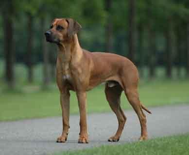 Rent Rhodesian Ridgeback