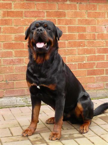 Rent Rottweiler 1