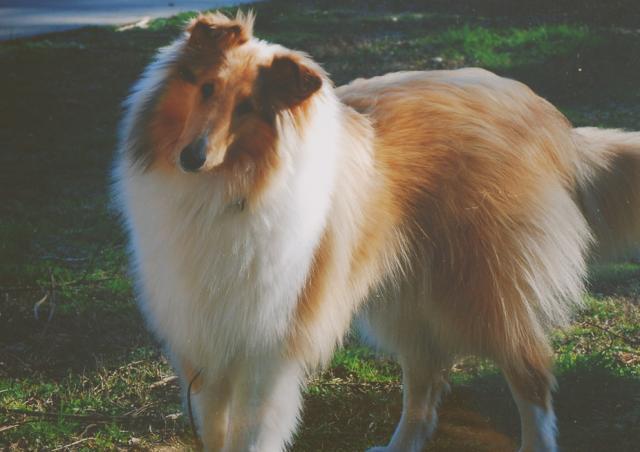 Rent Rough Collie