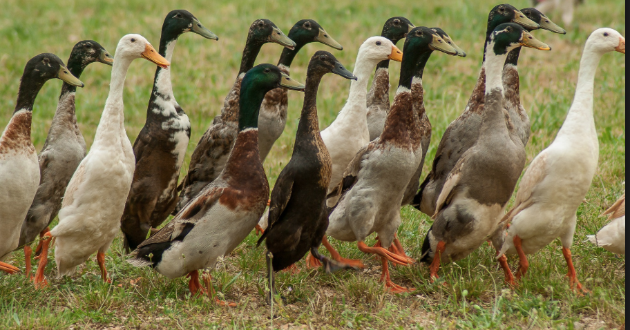 Rent Runner Ducks