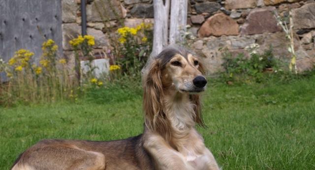 Rent Saffie (Saluki)