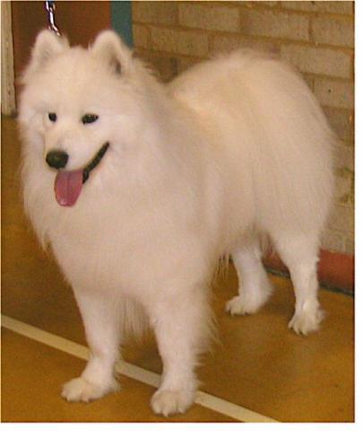 Rent Samoyed