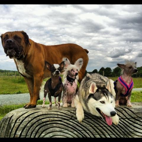 Rent Samson with Husky & Chihuahuas