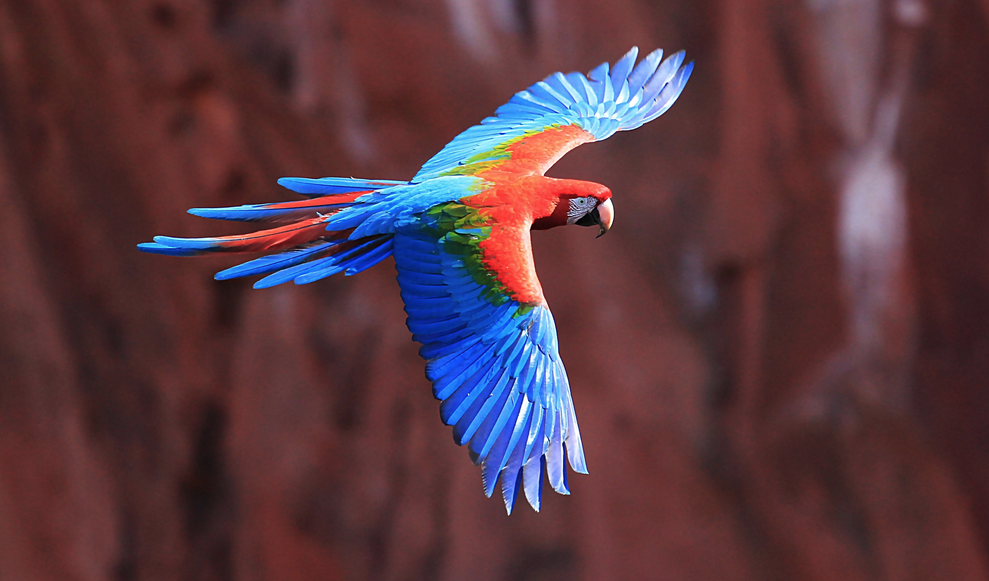 Rent Scarlet Macaw 2