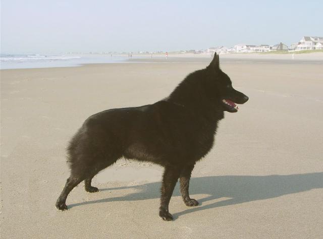 Rent Schipperke