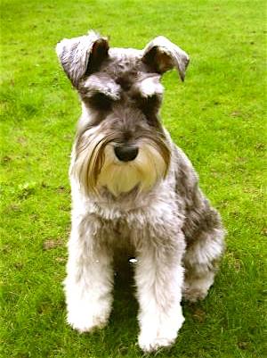 Rent Schnauzer Miniture