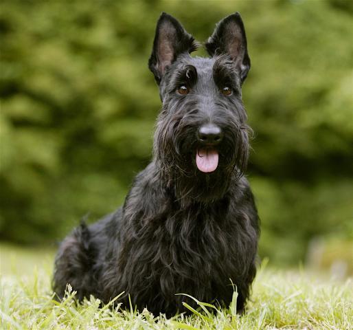 Rent Scottish Terrier