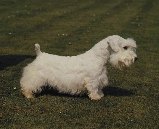 Rent Sealyhm Terrier