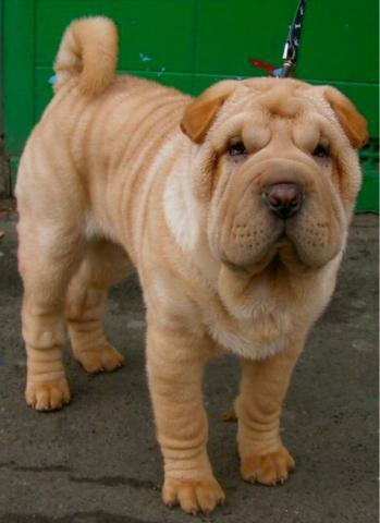 Rent Shar Pei