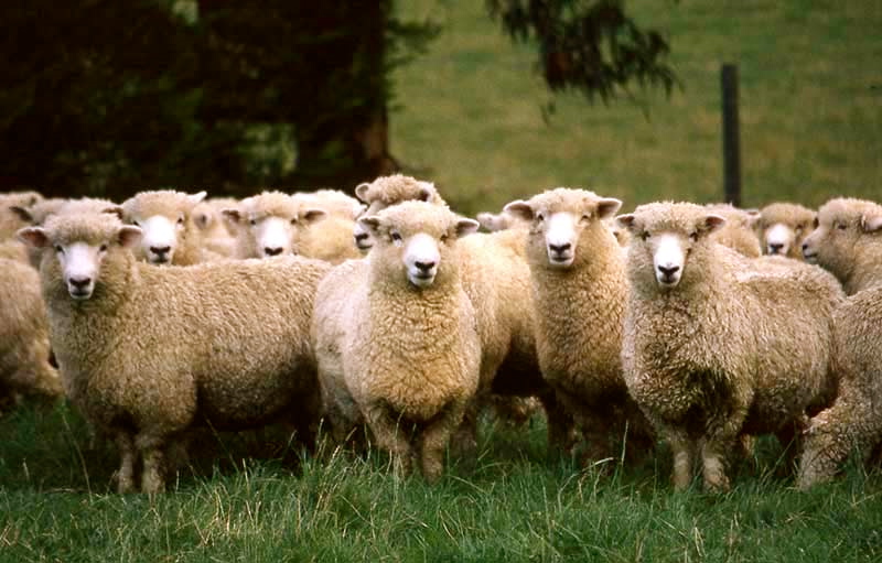 Rent Herd of Sheep